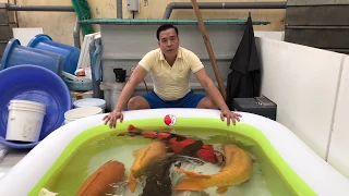 #ThangNgo với Bầy cá Koi - Cá chép Nhật khủng nhất Việt Nam.