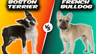 Boston Terrier VS French Bulldog-Comparison (American Gentlemen VS Frenchies)