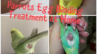 How to overcome death taking egg binding in Parrots at Home