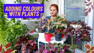 Top 7 COLORFUL INDOOR PLANTS For Home And Balcony | Indoor Home Garden | Balcony Garden