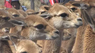 Chaqo de Vicuña en Pomacanchi