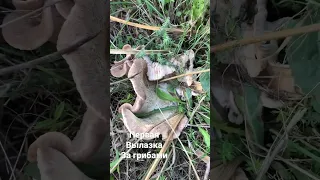 Первый поход за грибами