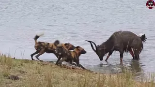 Buck Fighting Wild Dogs Hippos Gets Caught By Crocodile #shorts #SkPyaare