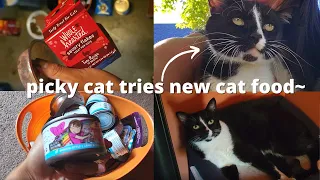 picky cat tries new cat food + my cats reaction & reviews (petco food haul) / cat food taste test