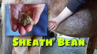 Horse Sheath Cleaning, Bean Removal and Riding Nikki