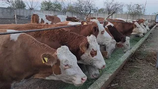 4 ноября 2023 г. Гуночино омад аз Россия 🐄937519000 ватсап