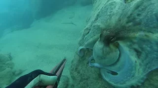 The Amazing Octopus Camouflage