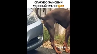 Аксессуар на машину😆🐶 #юмор #приколы #собака #туалет #машина