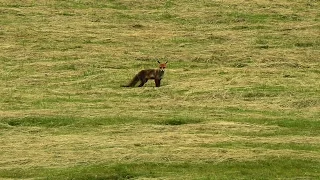 Liška obecná - Vulpes vulpes - Red fox - Rotfuchs - Líška hrdzavá