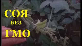 Выращивание сои без ГМО, Пчёлы осмии, Дикий огород.