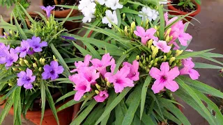 Gamalon mein Mexican petunia flowers | Growing and care-Urdu/Hindi