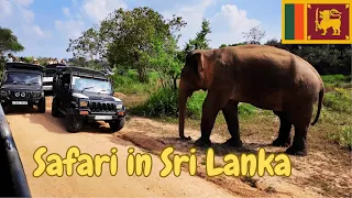 Elefanten-Safari in Sri Lanka - Eine windige Angelegenheit...