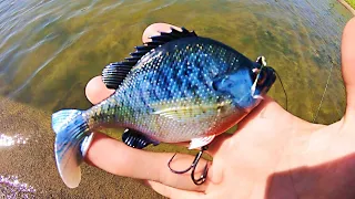 BLUEGILL SWIMBAIT gets DESTROYED BY POND MONSTER!!! (EPIC)