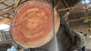 Valued at 1 billion! Monster wood the size of a giant is sawed by a sawmill