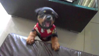 Growling Rottweiler Puppy