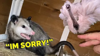 How to Make an Opossum Apologize (for eating your wife) *Emotional*