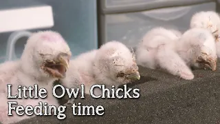 Little Owls | Feeding one week old chicks | Breeding Birds Of Prey