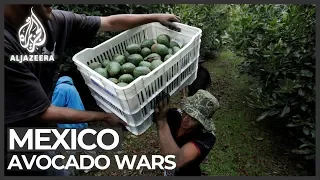 Mexico avocado war: Cartel seeks to control fruit trade