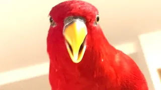 Red birb🍅Today’s wuewuewuewue