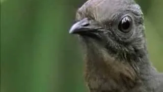 The Amazing Lyrebird of Australia - Unseen Footage