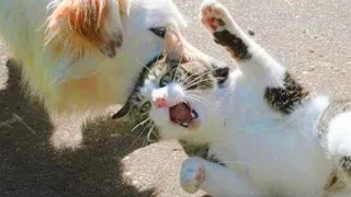 😺 Enemy # 1! Compilation of funny CATS vs DOGS for a good mood!