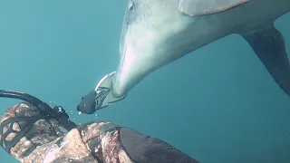 Wild Dolphin does something unbelievable!