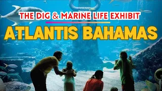 Inside The Atlantis Bahamas | The Dig & Marine Life Exhibit | Nassau Paradise Island