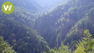 Wilde Karpaten (Semenic-Nationalpark in Rumänien) | Europas Urwälder, Folge 4