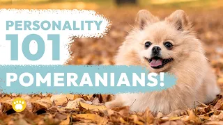 Pomeranian Personality 101