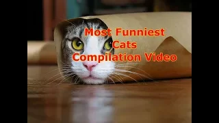 Try Not To Laugh OR GRIN Challenge - Funny Cat Vines Compilation 2017 - You Haven't seen this before