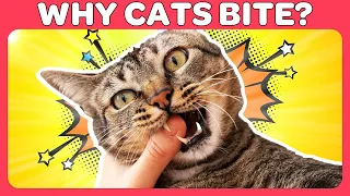 Why Cats Bite and How to Stop Your Cat From Biting You