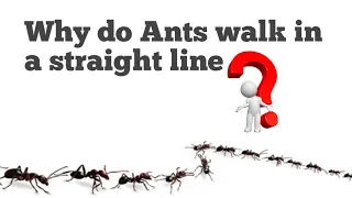 Think reason behind Ants walking in a straight line / 90% people don't know...