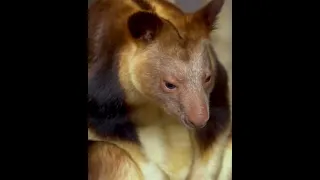 Interesting facts about Tree kangaroo