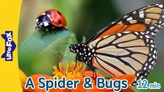 🕷️ A Spider & Bugs | Black Widow Spider, Ladybug, Monarch Butterfly, Grasshopper, Dragonfly