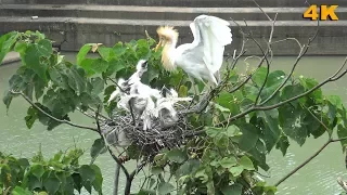 可憐的黃頭鷺幼鳥遭受惡鄰居猛烈攻擊.Three poor baby birds being attacked. ( 2017 Ultra HD 4K HDR)