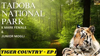 Tadoba Jungle Safari | Tadoba Tiger Reserve | Tadoba Safari | Zari Peth Gate| Tiger Country EP - 1