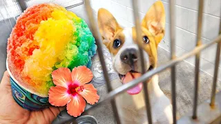 Buying 100 Shave Ice For Homeless Dogs! On the hottest day