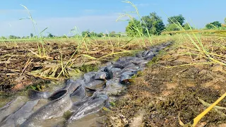 Amazing Fishing! catch a lots fish at field in the mud water when after rain, catch by hand skills