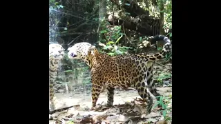 Wild Jaguar VS Mirror #animals #foryou #cute #kawaii #japanese #voiceover #