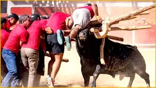 PÁNICO Toro (susto cogida) por baixo do forcão no Festival 2016 (aldeia do bispo)