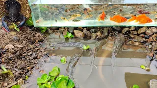 Find ornamental fish, betta fish, toman fish, catfish, lobsters, turtles, goldfish