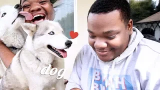 CLICK THIS FOR DOG! BOYFRIEND TAG BUT WITH DOG!