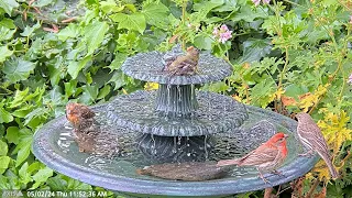 Pool Party at the Fountain, Hummingbird, Tanager, Finch and Many Others. #waterfountain #birdbath