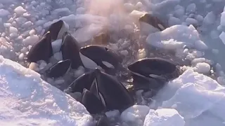 Pod of Killer Whales Seen Bobbing Through Ice