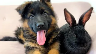 German Shepherd Puppy Meets Rabbit for the First Time