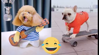 Entretenimiento mascotas, Tik tok animales chistosos y divertidos