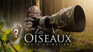 PHOTOGRAPHIER les OISEAUX - Passereaux en forêt, de belles SURPRISES !