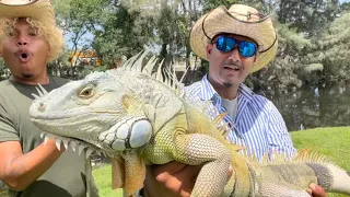 Iguana hunting House call! Iguanas took over expensive House Backyard!