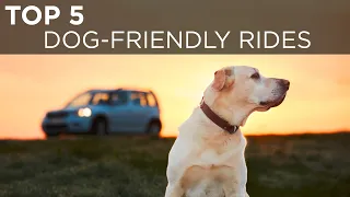 These are the top 5 dog-friendly rides | Buying Advice | Driving.ca