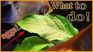 What to do when your angelfish lay eggs!